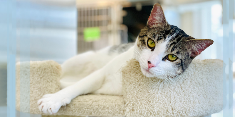 White cat with grey face laying on a cat tree looking at the camera