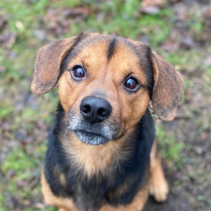 Black and tan puppy looking directly into the camera.