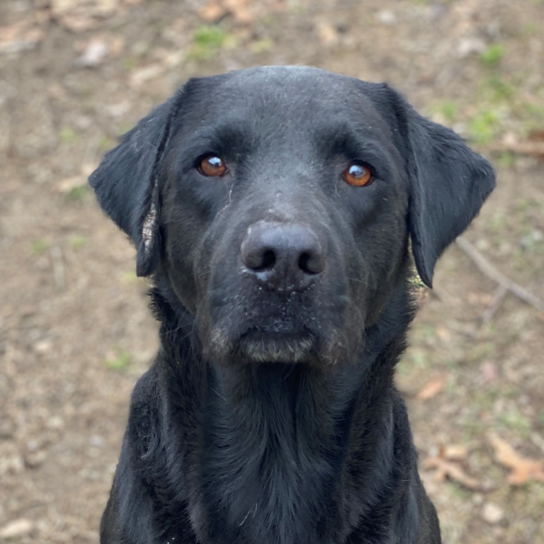 Black lab looking directly at the camera