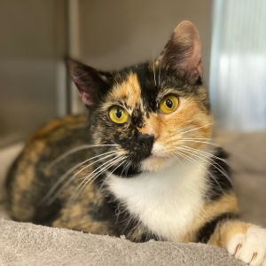 Black and tan cat with white patch on the chest looking at the camera.