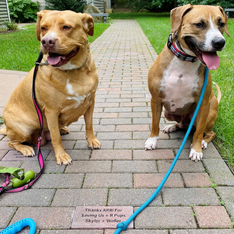 Two tan dogs sitting on the ARRI brick walk of fame, smiling.