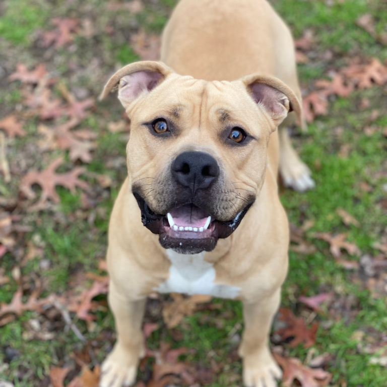 Tan bulldog smiling looking up into the camera.