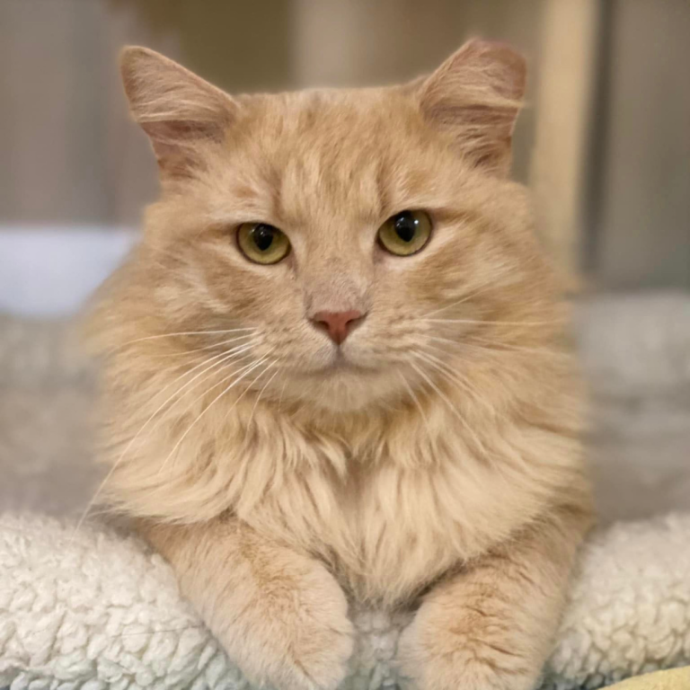 Fluffy orange tabby cat looking into the camera.