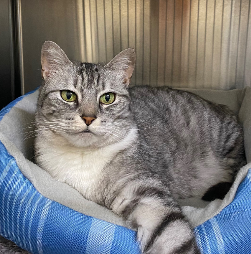 Fluffy grey tabby can laying in her blue bed looking into the camera