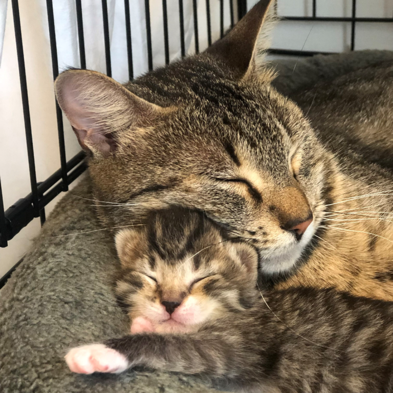 Grey tabby cat mama sleeping snuggled up with one of her baby kittens.