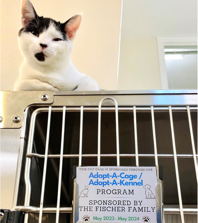 White and black kitty perched ontop of the cage, showing ARRI's Adopt-A-Cage/Kennel cards.