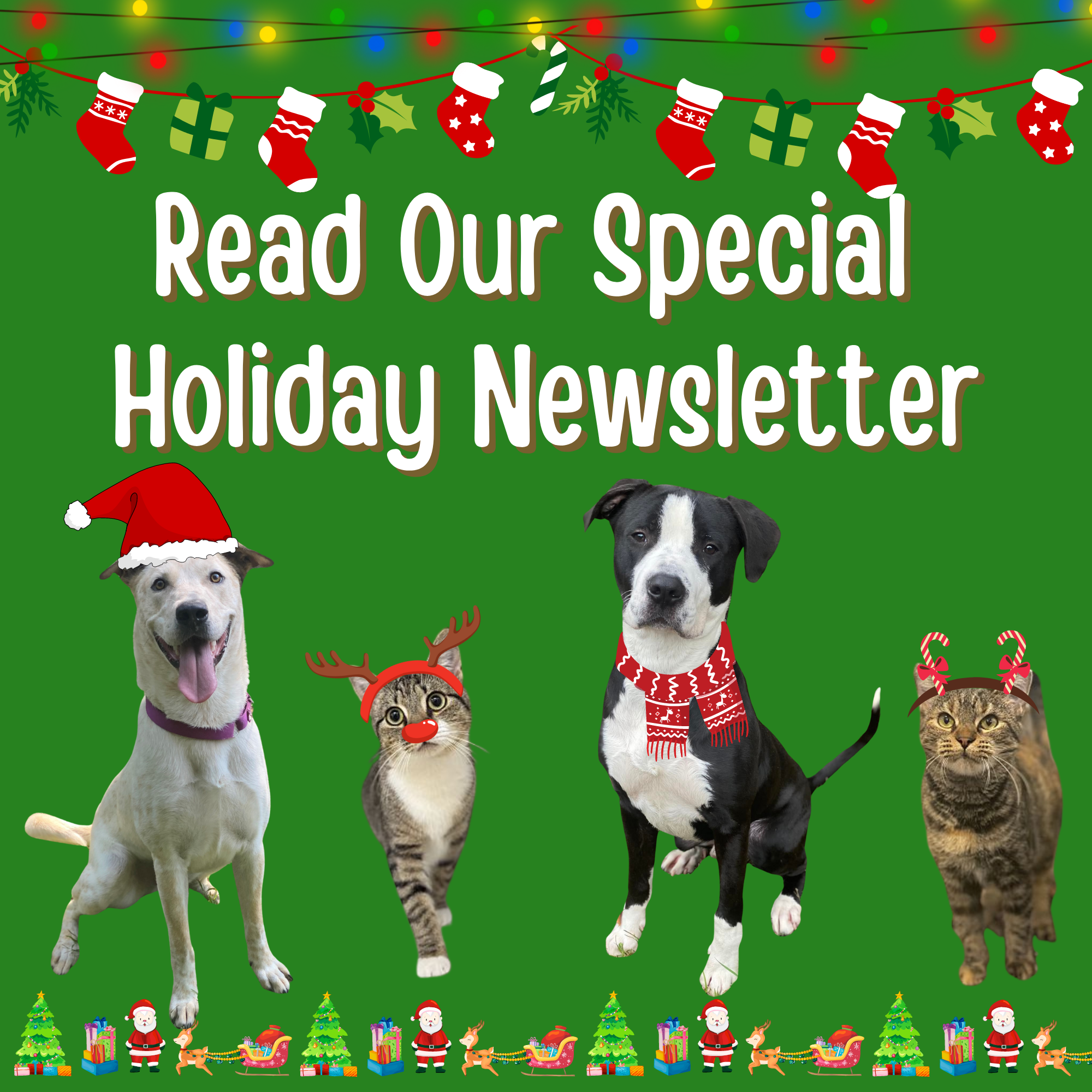 Vivid Summerland Animal Rescue Extends Holiday Season Well Wishes Abstract in 4K Vivid Summerland Animal Rescue Extends Holiday Season Well Wishes Abstract in 4K