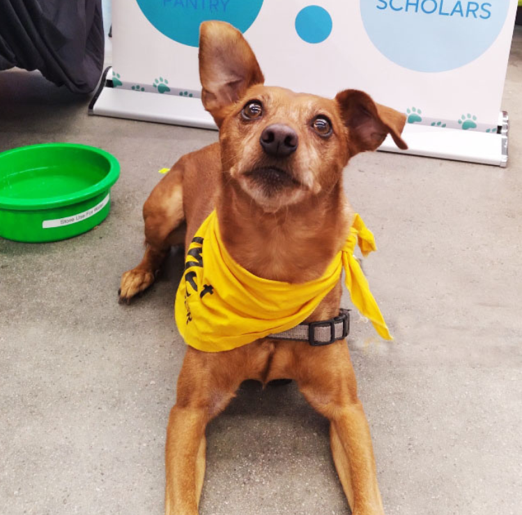 Small golden dog laying down is wearing a yellow bandana looking up at the camera.