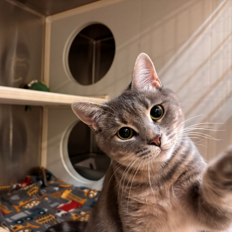 Grey tabby cat in her cage looking directly at the camera with a tilted head and her paw reaching out.