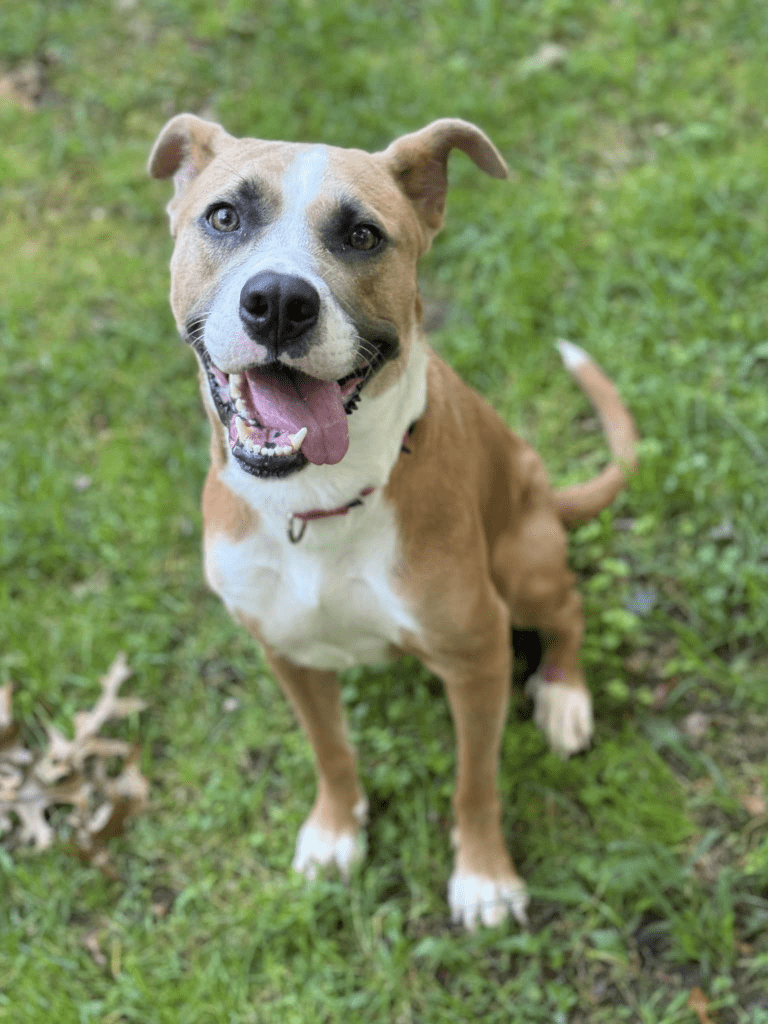 Picture of a white and tan dog looking at the camera while playing in the grass, she is smiling and her tongue is hanging out the side of her mouth.