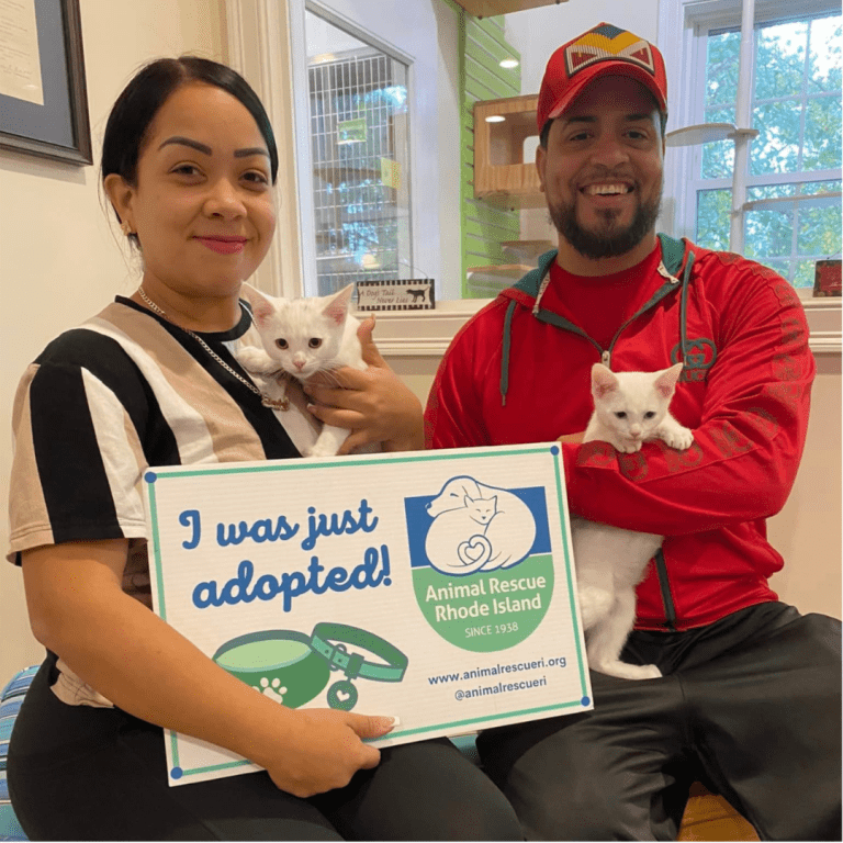 Couple just adopting their two small kittens from animal rescue rhode island.