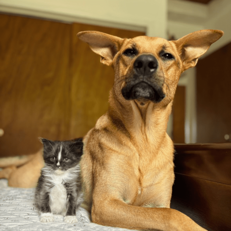 dog and small kitten cuddling up on a bed as friends.