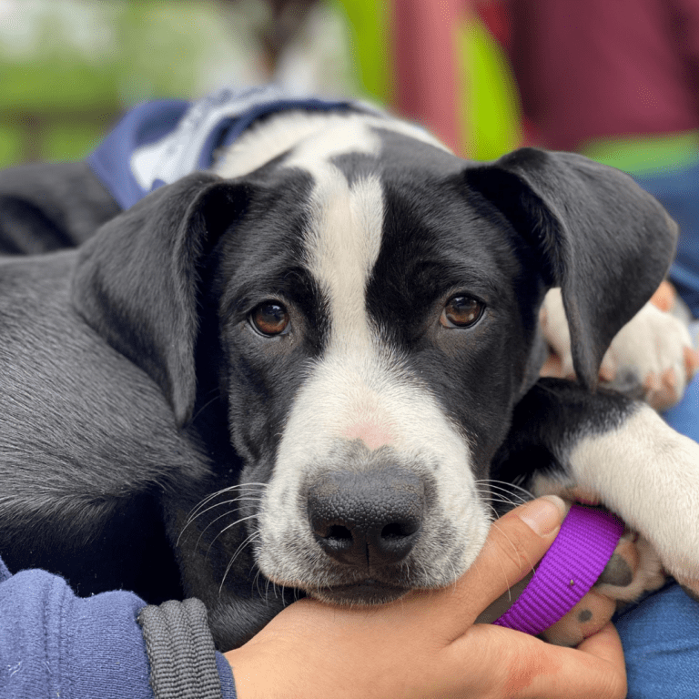 young black and white puppy curled up on a lap for comfort.