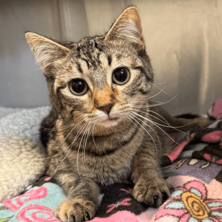small tabby kitten looking directly at the camera laying in her cage.