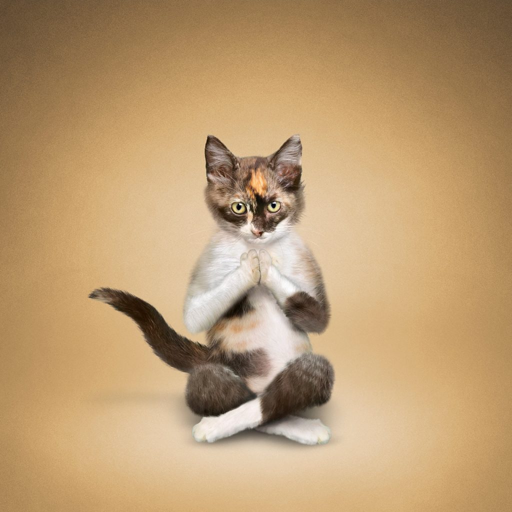 Kitten in a meditation pose